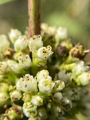 Cuscuta coryli