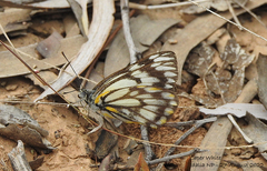 Belenois java