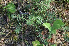 Glandora prostrata