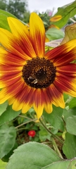 Bombus impatiens