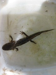 Triturus carnifex