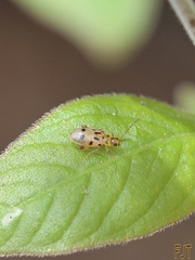 Systena nigroplagiata