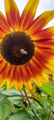 Bombus impatiens
