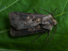 Agrotis clavis