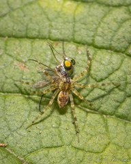 Dolomedes tenebrosus