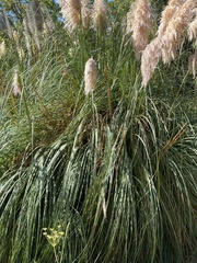 Cortaderia
