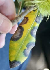 Apiognomonia errabunda