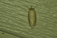 Globia oblonga
