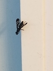 Tritoxa flexa
