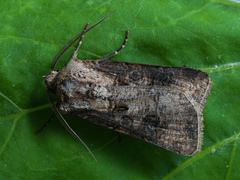 Agrotis clavis
