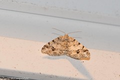 Macaria pinistrobata