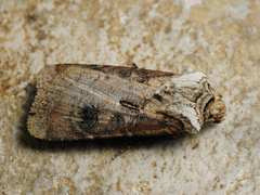 Agrotis clavis