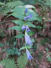 Gentiana asclepiadea