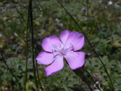 Dianthus ciliatus