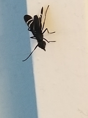 Tritoxa flexa