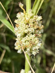 Cuscuta coryli