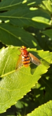 Volucella zonaria