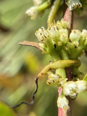 Cuscuta coryli