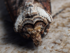 Agrotis clavis