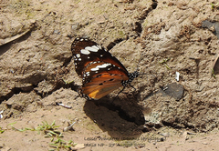 Danaus petilia