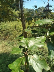 Quercus falcata