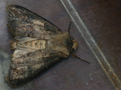 Agrotis clavis