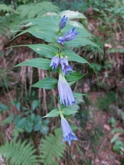 Gentiana asclepiadea
