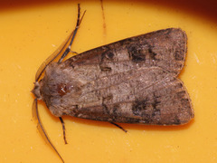 Agrotis clavis