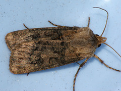 Agrotis clavis