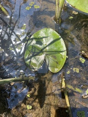 Nuphar advena
