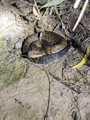 Agkistrodon piscivorus