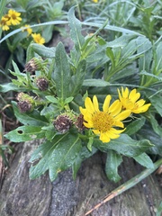Senecio pseudoarnica