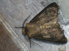 Agrotis clavis