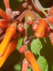 Nannotrigona perilampoides