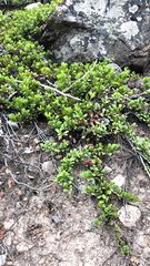 Arctostaphylos uva-ursi