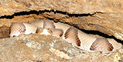 Agkistrodon contortrix