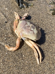 Metacarcinus magister