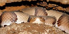 Agkistrodon contortrix