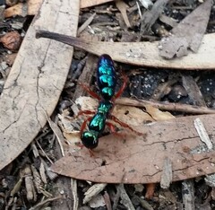 Diamma bicolor