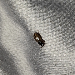 Aphodiini