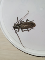 Monochamus notatus