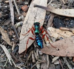 Diamma bicolor