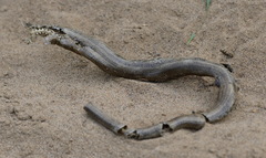 Anguis colchica