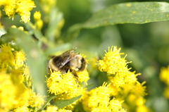 Bombus terricola
