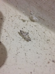 Glyphodes onychinalis