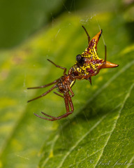 Micrathena sagittata