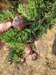 Cupressus pygmaea