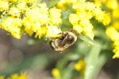 Bombus terricola
