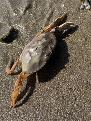 Metacarcinus magister