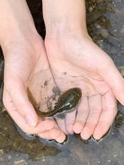 Lithobates catesbeianus